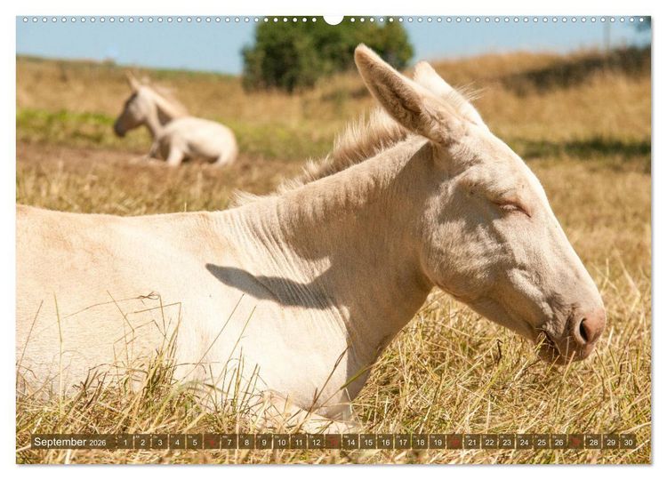 Produktbild: Lichtbringer - &Ouml;sterreichisch-Ungarische Barockesel (hochwertiger Premium Wandkalender 2026 DIN A2 quer), Kunstdruck in Hochglanz
