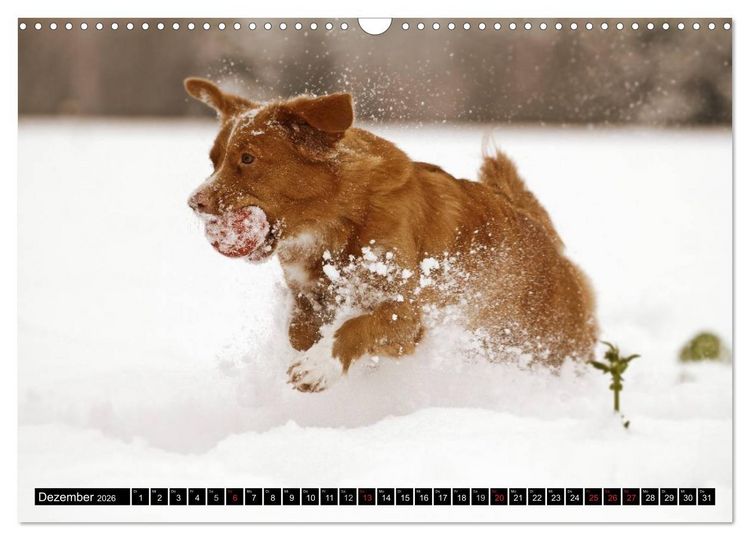 Produktbild: Nova Scotia Duck Tolling Retriever (Wandkalender 2026 DIN A3 quer), CALVENDO Monatskalender