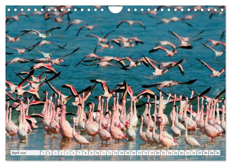Produktbild: S&uuml;dafrika / Landschaften & Tiere / Christian Heeb (Wandkalender 2026 DIN A4 quer), CALVENDO Monatskalender