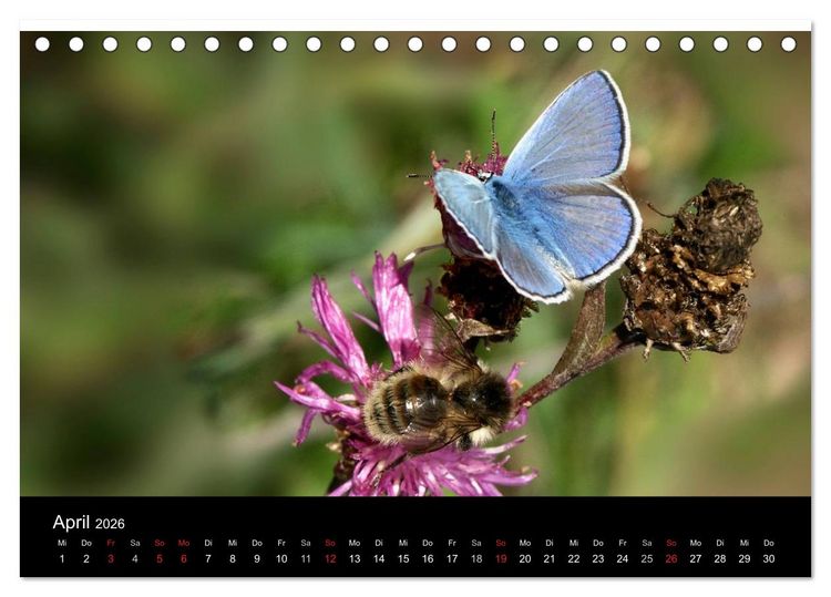 Produktbild: Heimische Schmetterlinge (Tischkalender 2026 DIN A5 quer), CALVENDO Monatskalender