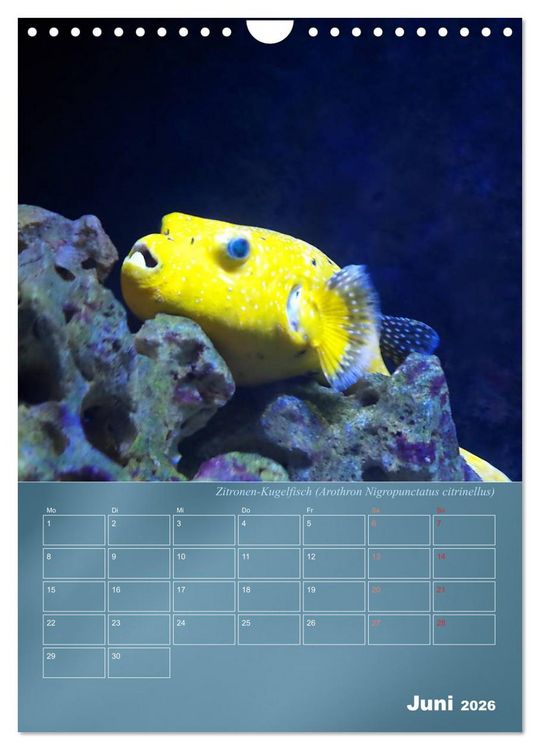Produktbild: Bunte Riffbewohner - Fische, Anemonen und noch viel mehr (Wandkalender 2026 DIN A4 hoch), CALVENDO Monatskalender
