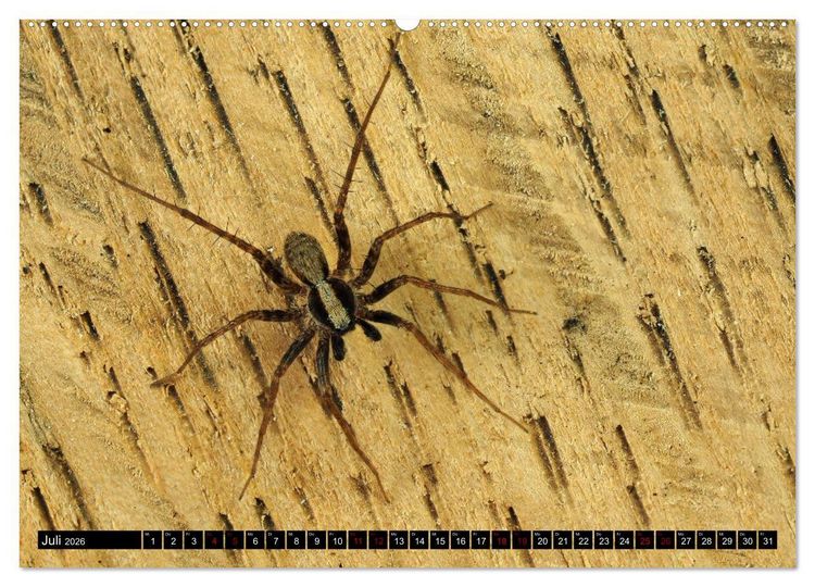 Produktbild: J&auml;ger auf acht Beinen (hochwertiger Premium Wandkalender 2026 DIN A2 quer), Kunstdruck in Hochglanz
