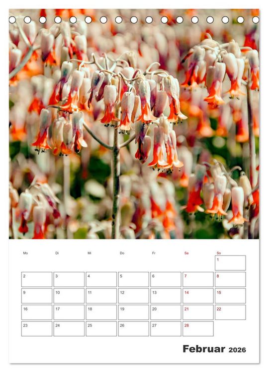 Produktbild: Dornige Sch&ouml;nheiten - Kakteen und Sukkulenten (Tischkalender 2026 DIN A5 hoch), CALVENDO Monatskalender