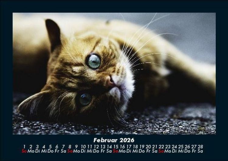Produktbild: F&uuml;r Katzenfreunde 2026 Fotokalender DIN A5