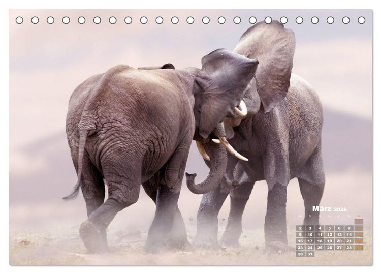 Produktbild: WILDE TIERE IN AKTION (Tischkalender 2026 DIN A5 quer), CALVENDO Monatskalender