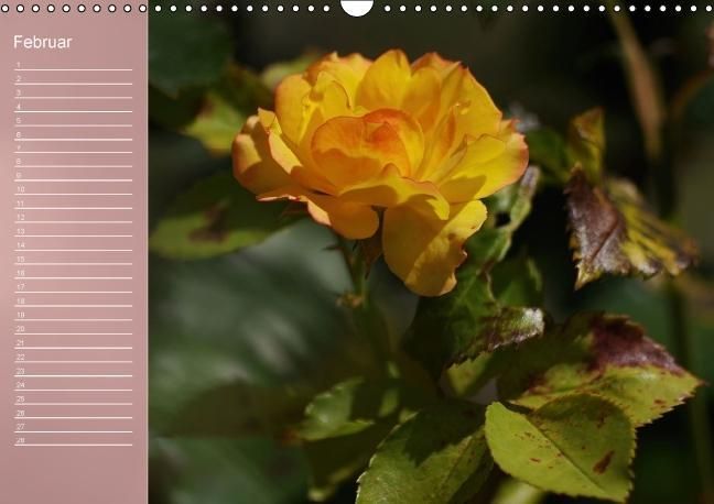 Produktbild: Zarte Sch&ouml;nheiten - Rosen (Wandkalender immerw&auml;hrend DIN A3 quer)