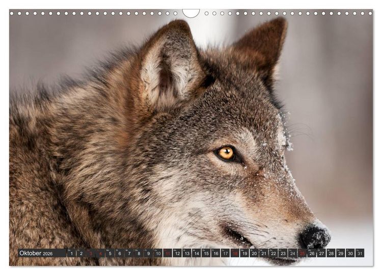 Produktbild: W&ouml;lfe. Graue Eminenzen (Wandkalender 2026 DIN A3 quer), CALVENDO Monatskalender