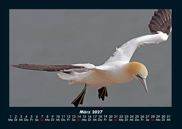 Produktbild: Welt der V&ouml;gel 2027 Fotokalender DIN A4