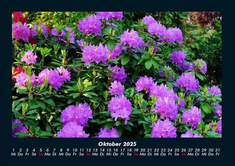 Produktbild: Blumenzauber 2025 Fotokalender DIN A4