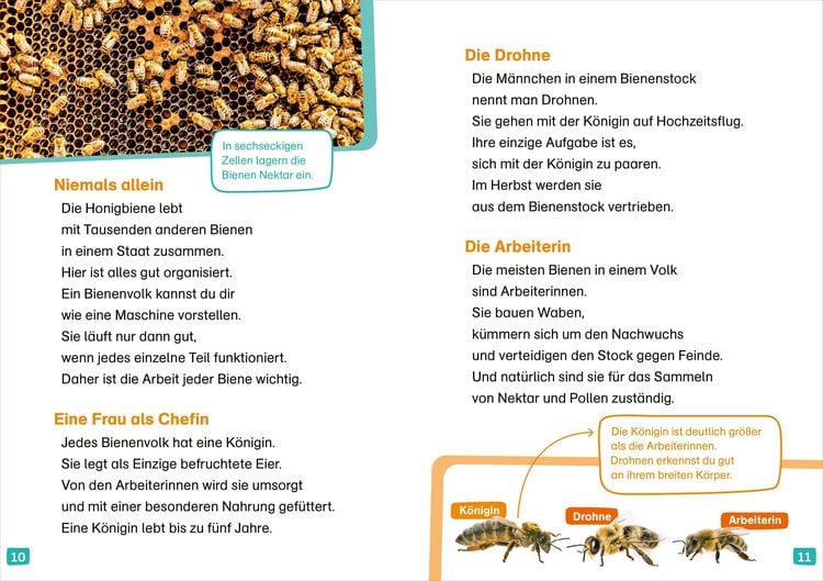 Produktbild: WAS IST WAS Erstes Lesen. Bienen