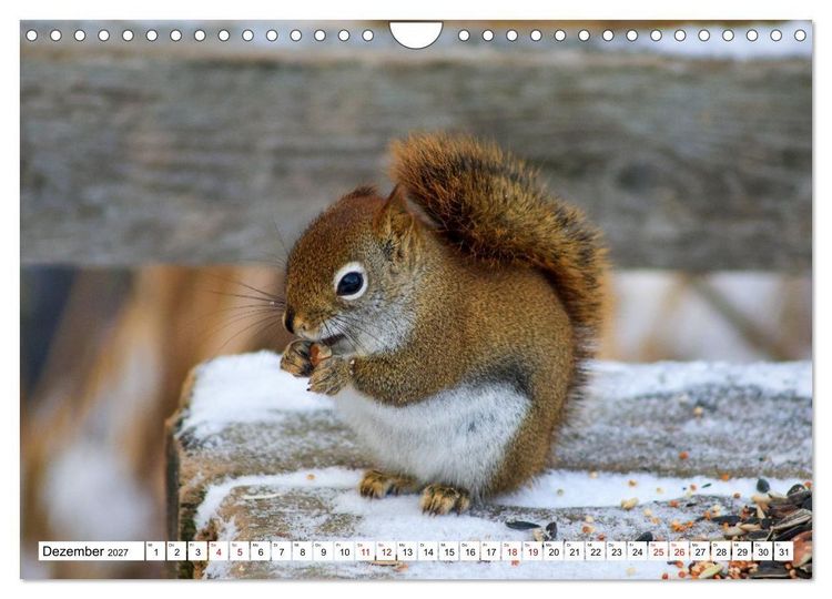 Produktbild: Eichh&ouml;rnchen - Kleine Tiere mit gro&szlig;em Charakter (Wandkalender 2027 DIN A4 quer), CALVENDO Monatskalender