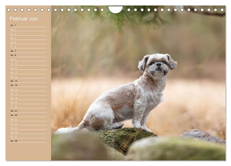 Produktbild: Hunde im Fokus (Wandkalender 2026 DIN A4 quer), CALVENDO Monatskalender