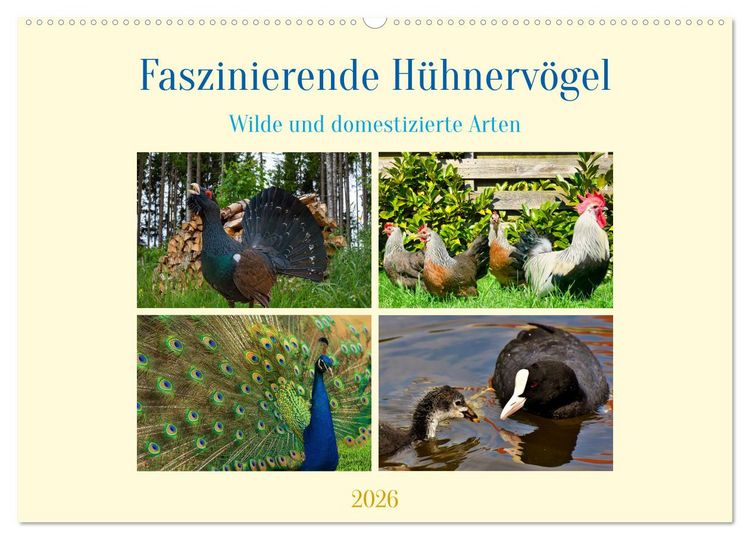 Produktbild: Faszinierende H&uuml;hnerv&ouml;gel (Wandkalender 2026 DIN A2 quer), CALVENDO Monatskalender