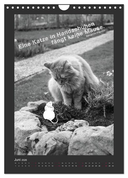 Produktbild: Katz & Maus (Wandkalender 2026 DIN A4 hoch), CALVENDO Monatskalender