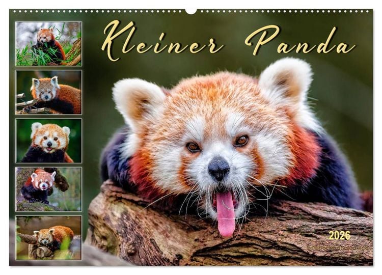 Produktbild: Kleiner Panda (Wandkalender 2026 DIN A2 quer), CALVENDO Monatskalender