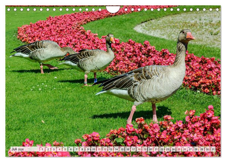 Produktbild: Graug&auml;nse in heimischer Umgebung (Wandkalender 2026 DIN A4 quer), CALVENDO Monatskalender
