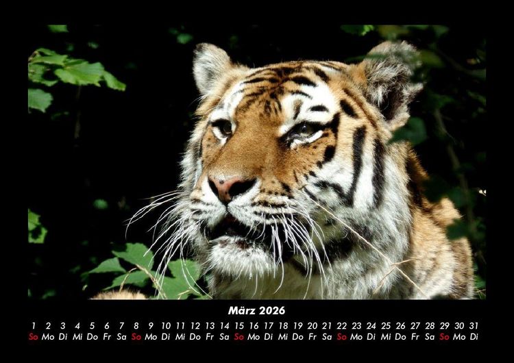 Produktbild: Tiger 2026 Fotokalender DIN A3