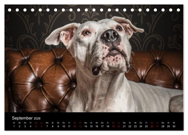 Produktbild: DOGO ARGENTINO (Tischkalender 2026 DIN A5 quer), CALVENDO Monatskalender