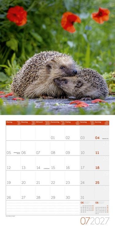 Produktbild: Igel Kalender 2027 - 30x30 - Art12