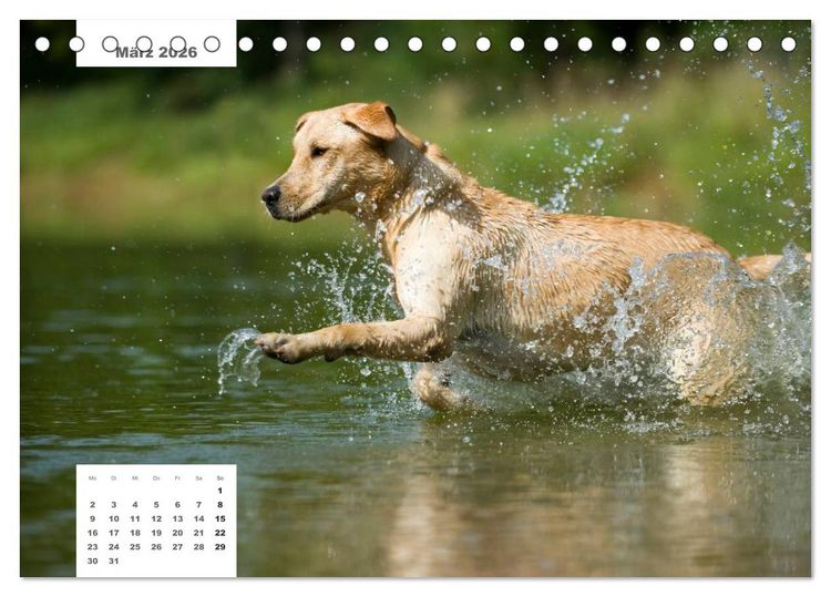 Produktbild: Rassehunde (Tischkalender 2026 DIN A5 quer), CALVENDO Monatskalender