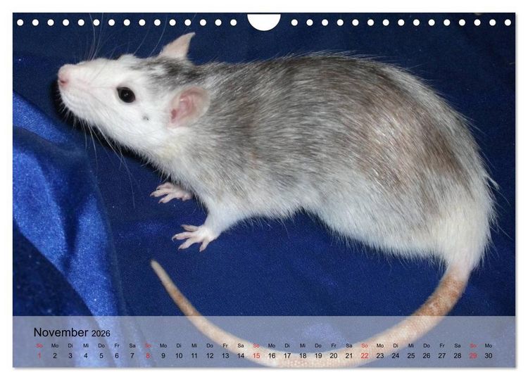 Produktbild: Ratten - Gelehrige Haustiere (Wandkalender 2026 DIN A4 quer), CALVENDO Monatskalender