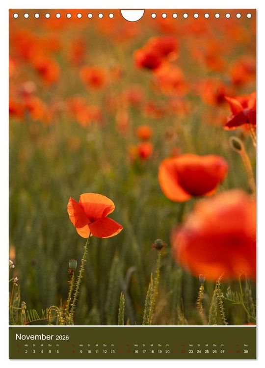 Produktbild: Mohnblumen - kraftvoll und zart (Wandkalender 2026 DIN A4 hoch), CALVENDO Monatskalender