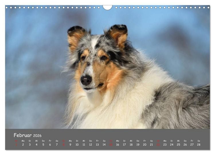 Produktbild: Einmal Collie - immer Collie (Wandkalender 2026 DIN A3 quer), CALVENDO Monatskalender