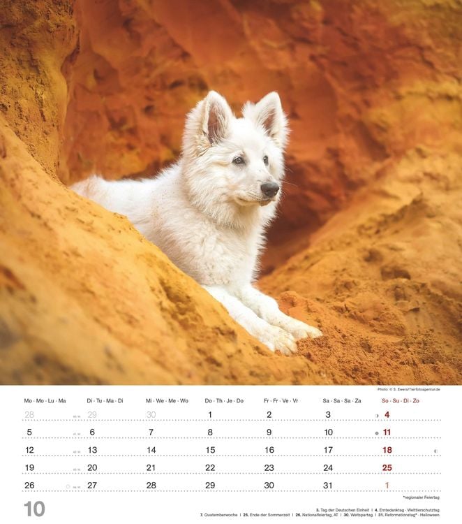 Produktbild: Niedliche Hundekinder 2026 - Wand-Kalender - Tier-Kalender - 30x34