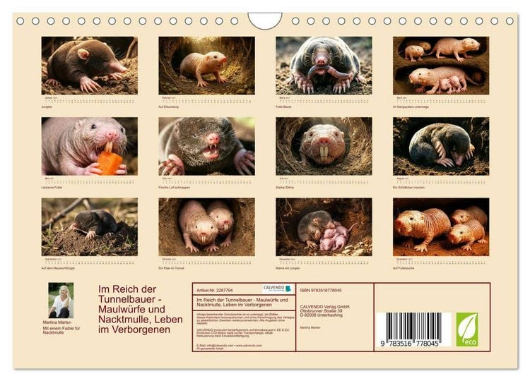 Produktbild: Im Reich der Tunnelbauer - Maulw&uuml;rfe und Nacktmulle, Leben im Verborgenen (Wandkalender 2027 DIN A4 quer), CALVENDO Monatskalender