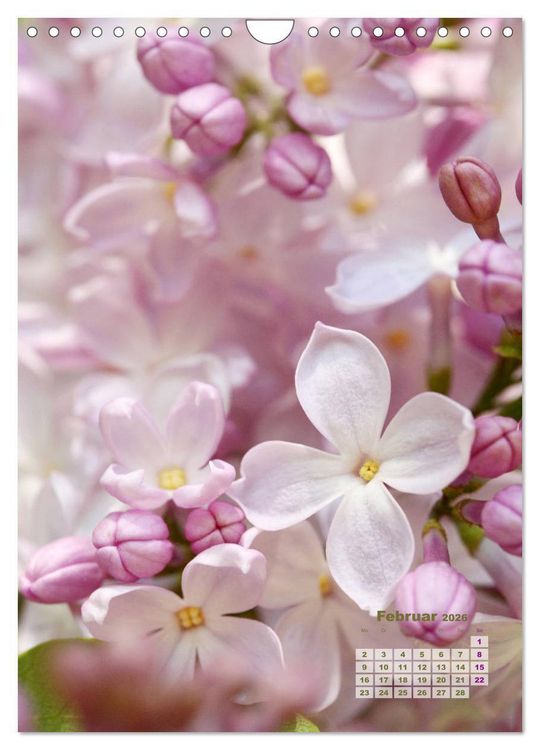 Produktbild: Fliederbl&uuml;te (Wandkalender 2026 DIN A4 hoch), CALVENDO Monatskalender