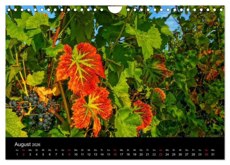 Produktbild: Sch&ouml;ne Mosel (Wandkalender 2026 DIN A4 quer), CALVENDO Monatskalender