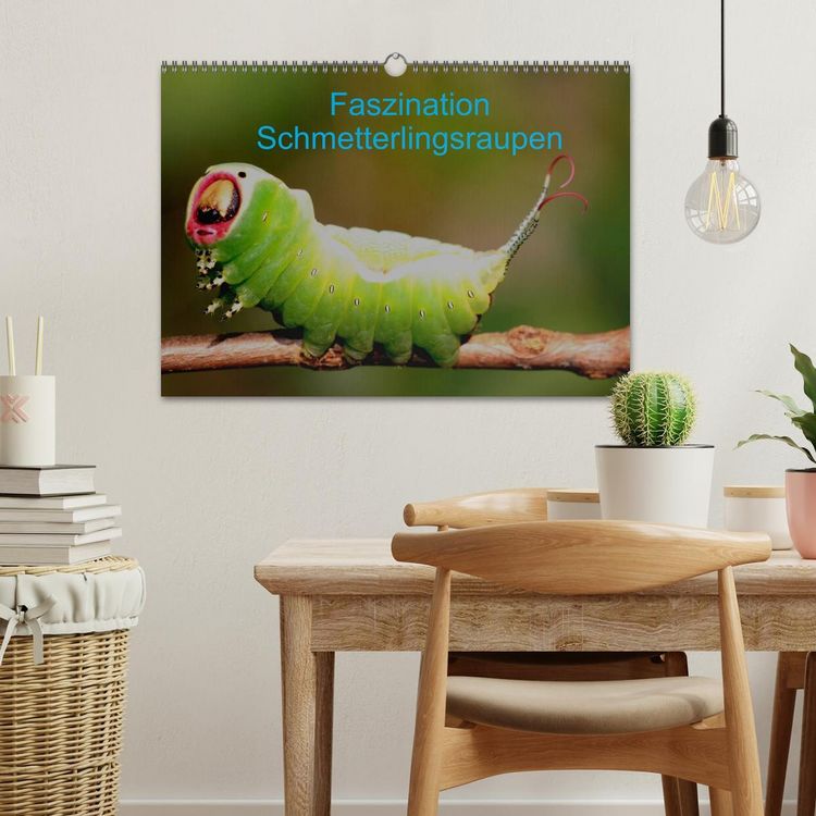 Produktbild: Faszination Schmetterlingsraupen (Wandkalender 2026 DIN A3 quer), CALVENDO Monatskalender
