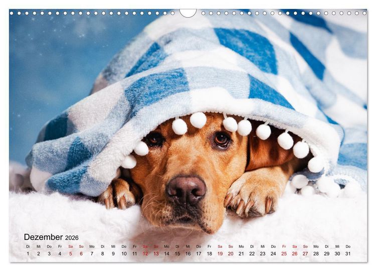 Produktbild: Retriever - Mit DIR hol ich die Sterne vom Himmel (Wandkalender 2026 DIN A3 quer), CALVENDO Monatskalender