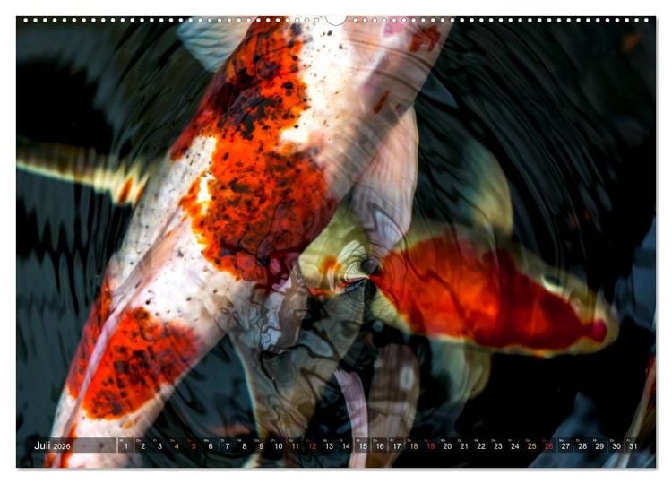 Produktbild: Nishikigoi &ndash; Koikarpfen in ihrer Welt (Wandkalender 2026 DIN A2 quer), CALVENDO Monatskalender