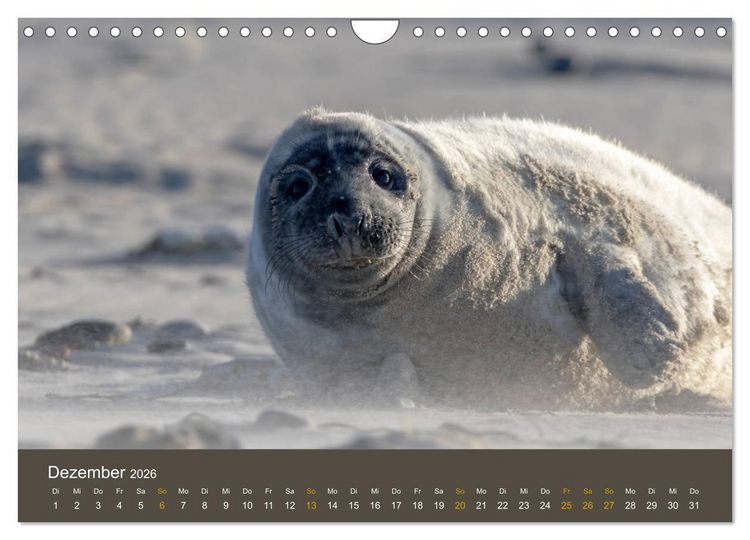 Produktbild: Robben auf der Helgol&auml;nder D&uuml;ne (Wandkalender 2026 DIN A4 quer), CALVENDO Monatskalender