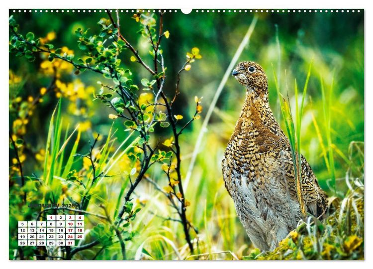 Produktbild: The French Alps, on the trail of the marmot (Wall Calendar 2026 DIN A2 landscape), CALVENDO 12 Month Wall Calendar