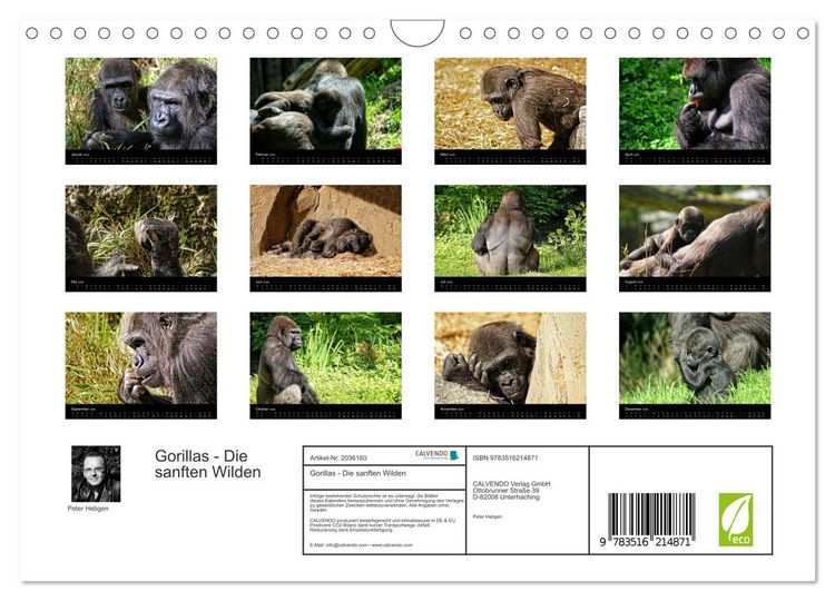 Produktbild: Gorillas - Die sanften Wilden (Wandkalender 2026 DIN A4 quer), CALVENDO Monatskalender