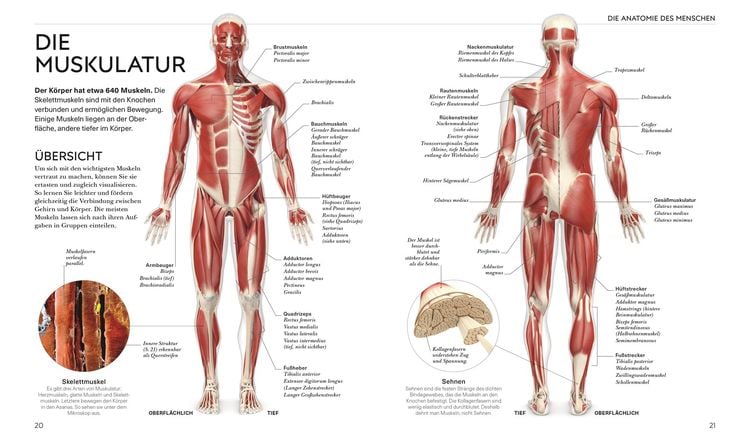 Yoga verstehen - Die Anatomie der Yoga-Haltungen