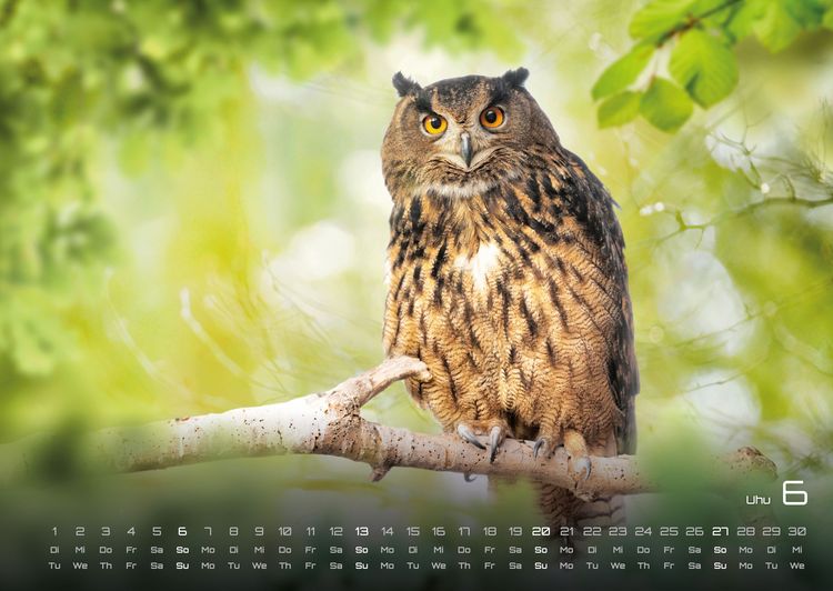 Produktbild: Waldtiere - Heimische Waldbewohner - Der Tierkalender - 2027 - Kalender DIN A2