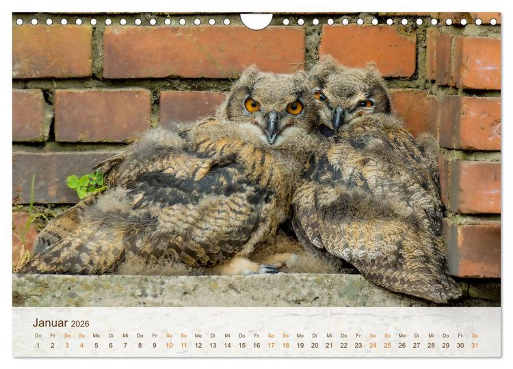Produktbild: Uhu Highlights (Wandkalender 2026 DIN A4 quer), CALVENDO Monatskalender