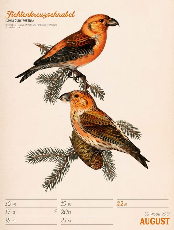 Produktbild: Wunderbare Vogelwelt Wochenplaner Kalender 2027