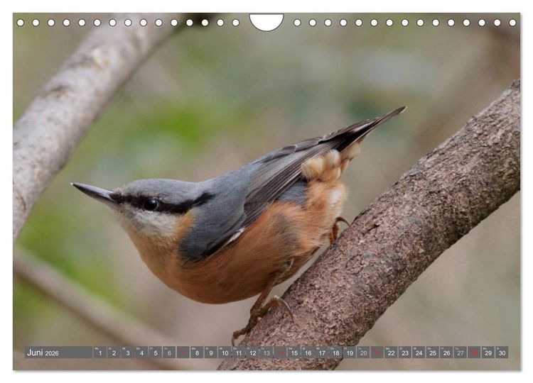 Produktbild: V&ouml;gel ganz nah (Wandkalender 2026 DIN A4 quer), CALVENDO Monatskalender