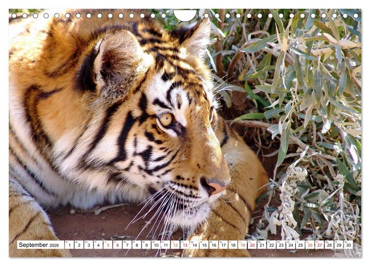 Produktbild: TIGER IMPRESSIONEN Gestreifte Seltenheit auf unserer Erde (Wandkalender 2026 DIN A4 quer), CALVENDO Monatskalender