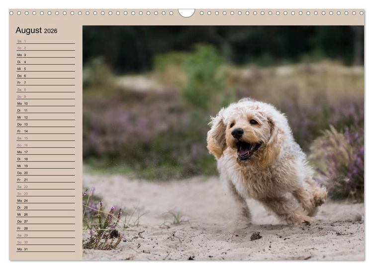 Produktbild: Ein Labradoodle-Welpe in der Heide (Wandkalender 2026 DIN A3 quer), CALVENDO Monatskalender