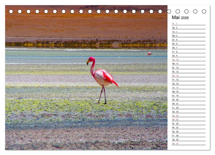 Produktbild: Mein Flamingo Planer (Tischkalender 2026 DIN A5 quer), CALVENDO Monatskalender