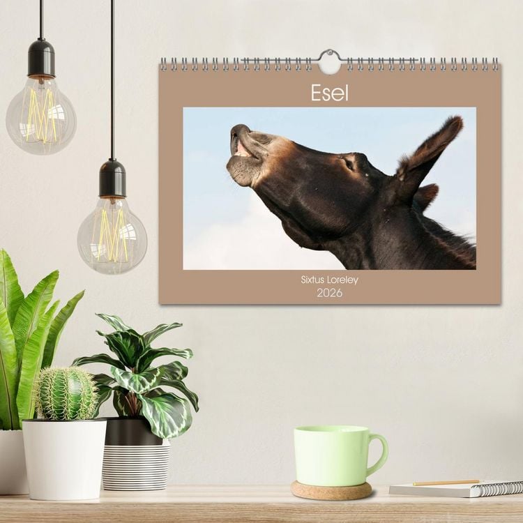 Produktbild: Esel - Sixtus Loreley (Wandkalender 2026 DIN A4 quer), CALVENDO Monatskalender