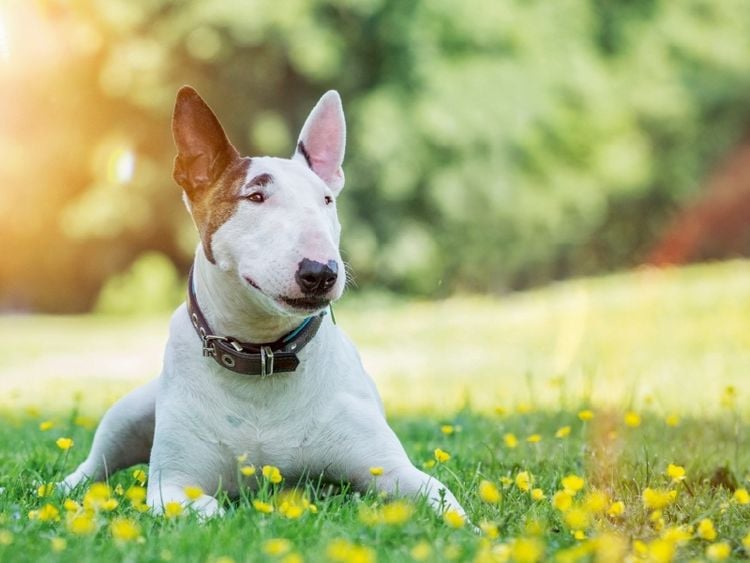 Produktbild: Ein Motiv aus dem Kalender Bullterrier (Puzzle)