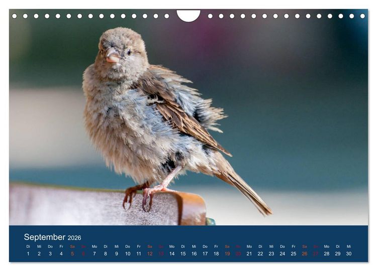 Produktbild: Spatzen-Kalender (Wandkalender 2026 DIN A4 quer), CALVENDO Monatskalender