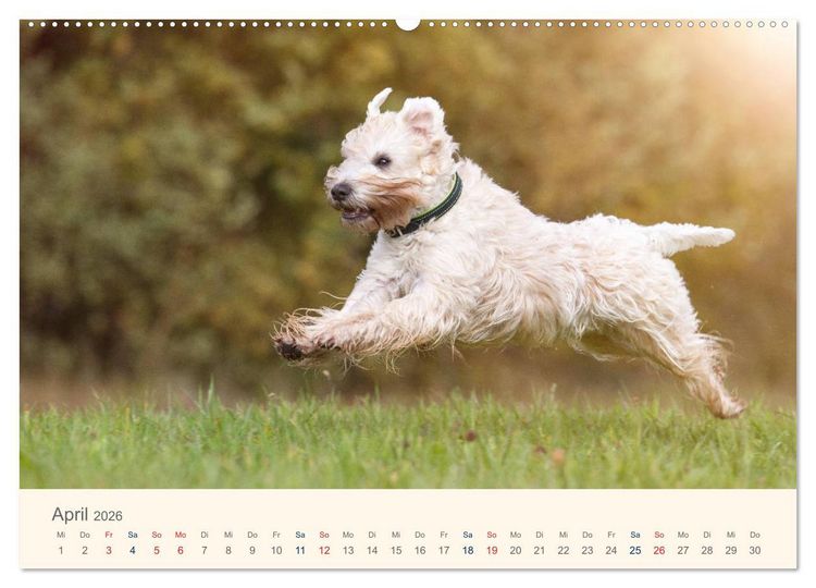 Produktbild: IRISH SOFT COATED WHEATEN TERRIER 2026 (hochwertiger Premium Wandkalender 2026 DIN A2 quer), Kunstdruck in Hochglanz