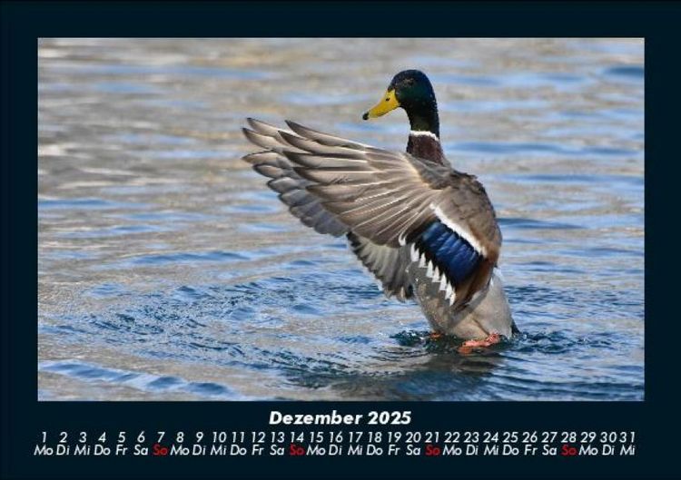 Produktbild: Enten 2025 Fotokalender DIN A5